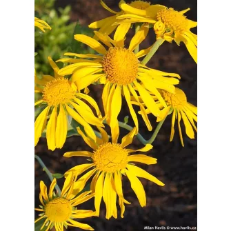 Napfényvirág (Helenium)