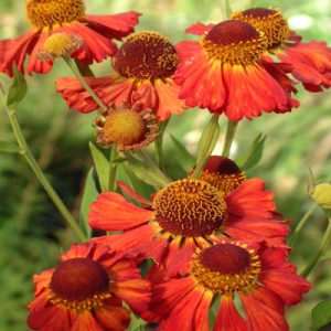 Helenium Indianersummer - Napfényvirág