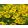 Helenium Kugelsonne - Napfényvirág