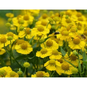 Helenium Kugelsonne - Napfényvirág