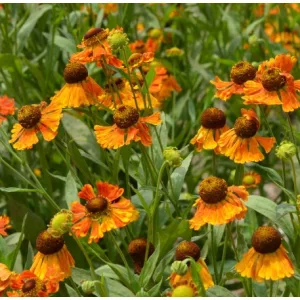 Helenium Kupfersprudel - Napfényvirág