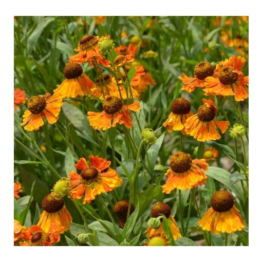 Helenium Kupfersprudel - Napfényvirág