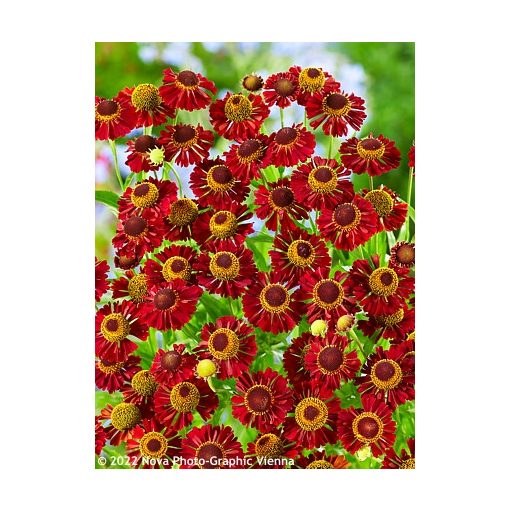 Helenium Ruby Tuesday - Napfényvirág