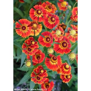 Helenium UFO Monique - Napfényvirág