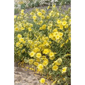 Helianthemum Wisley Primrose - Napvirág