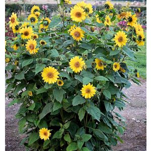   Helianthus decapetalus Flying Saucers - Sokvirágú dísznapraforgó