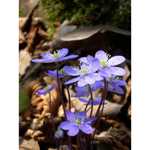 Hepatica nobilis - Májvirág