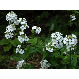 Hölgyestike (Hesperis)