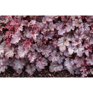 Heuchera Plum Pudding - Tűzgyöngyvirág