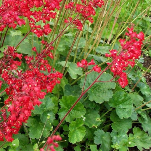 Heuchera sanguinea Leuchtkäfer - Tűzgyöngyvirág