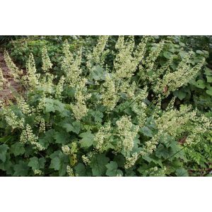 Heuchera villosa macrorrhiza - Tűzgyöngyvirág