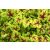Heucherella Stoplight - Turbáncső