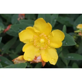 Orbáncfű (Hypericum)