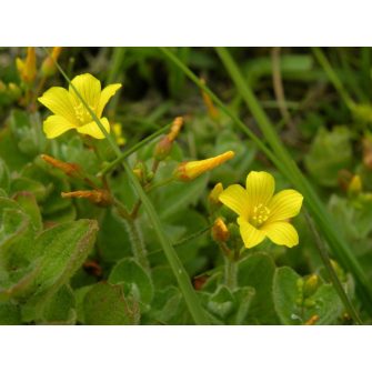 Orbáncfű (Hypericum)
