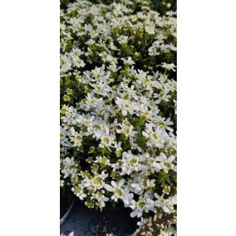 Tatárvirág (Iberis)