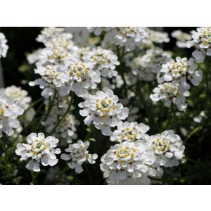 Iberis sempervirens Schneeflocke - Tatárvirág
