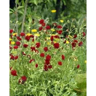 Varfű (Knautia)