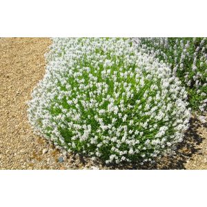 Lavandula angustifolia Arctic Snow - Közönséges levendula