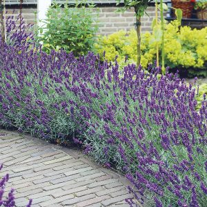   Lavandula angustifolia Hidcote Strain - Közönséges levendula