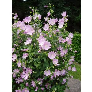 Lavatera thuringiaca - Madármályva