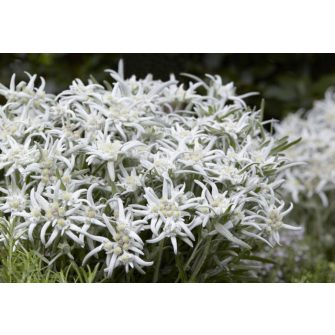 Havasi gyopár (Leontopodium)