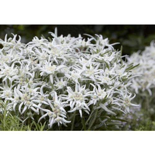 Leontopodium alpinum 'Blossom of Snow' - Havasi gyopár