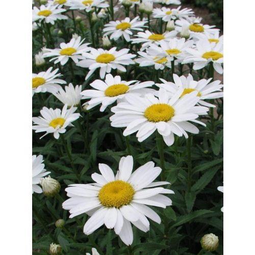 Leucanthemum superbum 'Snowcap' - Margaréta