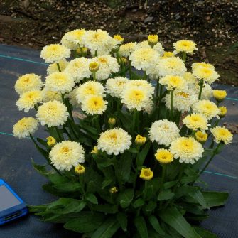 Margaréta (Leucanthemum)