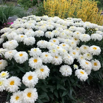 Margaréta (Leucanthemum)
