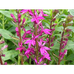 Lobelia speciosa Russian Princess - Pompás lobélia