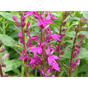 Lobélia (Lobelia)
