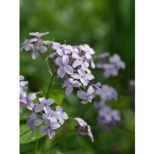 Lunaria rediviva - Erdei holdviola