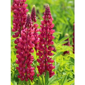 Lupinus Gallery Red - Csillagfürt