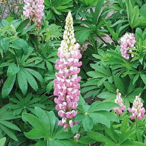 Lupinus Pink Shades - Csillagfürt