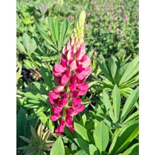 Lupinus Red Shades - Csillagfürt