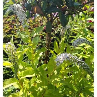 Lizinka (Lysimachia)