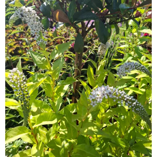 Lysimachia clethroides - Hattyúnyakú lizinka