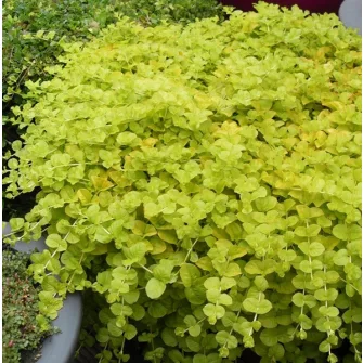 Lizinka (Lysimachia)