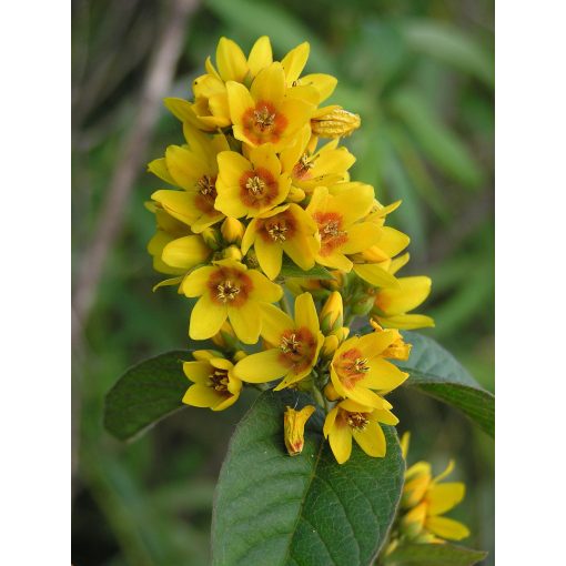 Lysimachia vulgaris - Közönséges lizinka