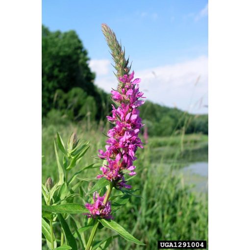 Lythrum salicaria - Réti füzény