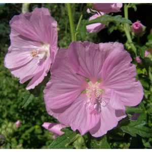 Malva moschata Appleblossom - Pézsmamályva