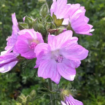 Málva (Malva)