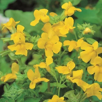 Bohócvirág (Mimulus)