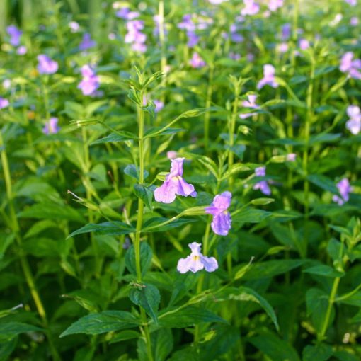 Mimulus ringens - Bohócvirág