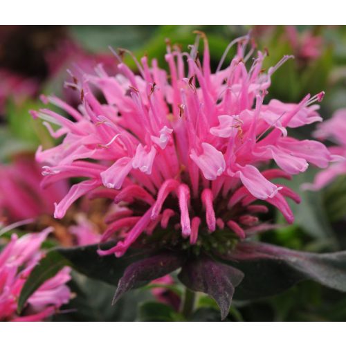 Monarda 'Balmy Pink' - Méhbalzsam