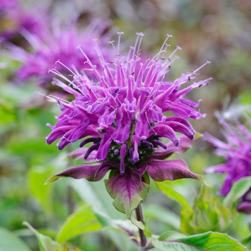 Monarda Prärienacht - Méhbalzsam