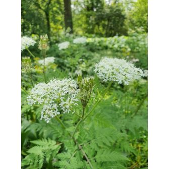 Spanyol turbolya (Myrrhis)