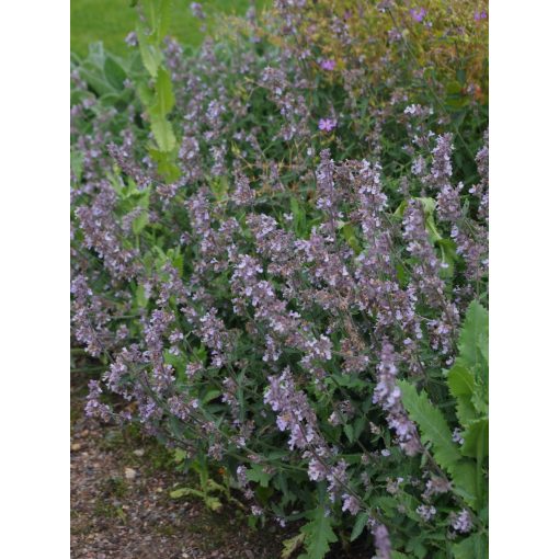 Nepeta faassenii Gletschereis - Macskamenta