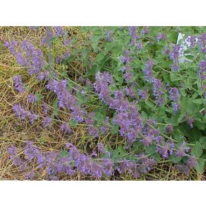 Nepeta racemosa - Macskamenta