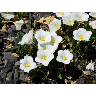 Hegyicsucsor (Nierembergia)